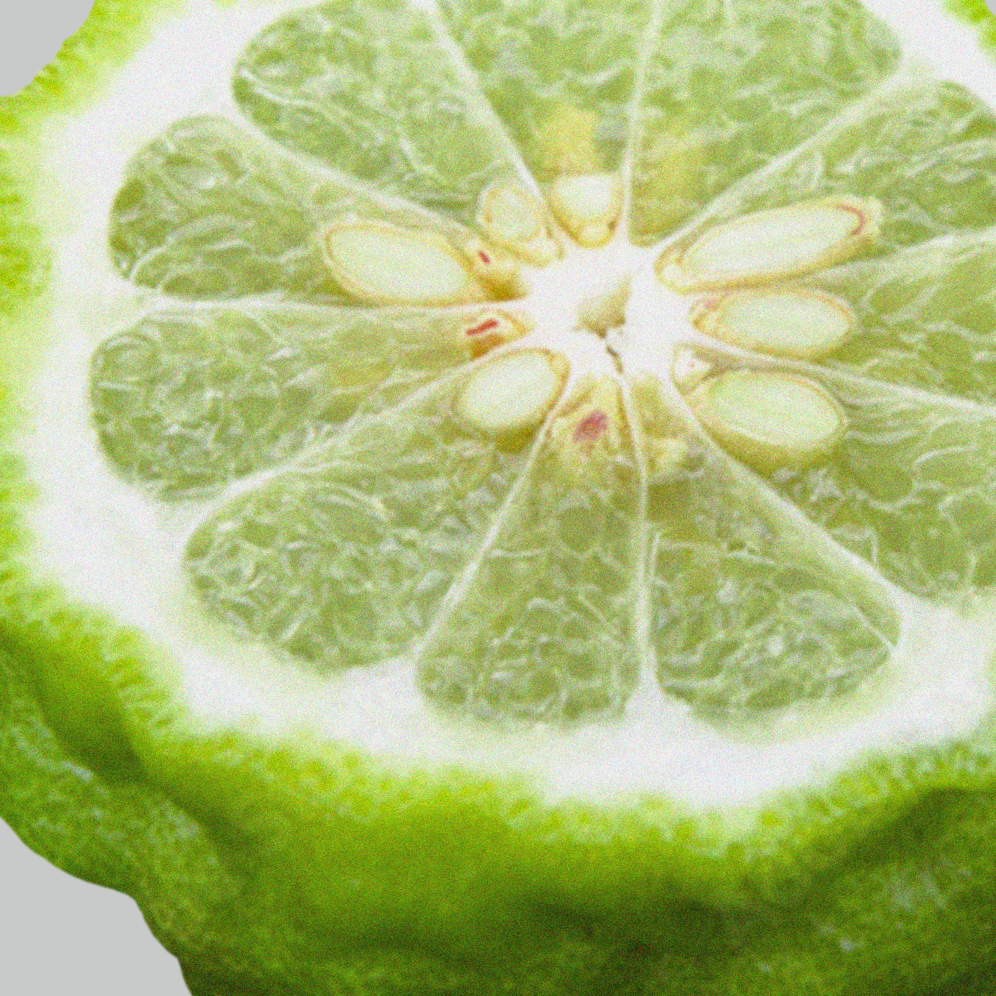 Welcoming Laundry Detergent Strips 64 Loads