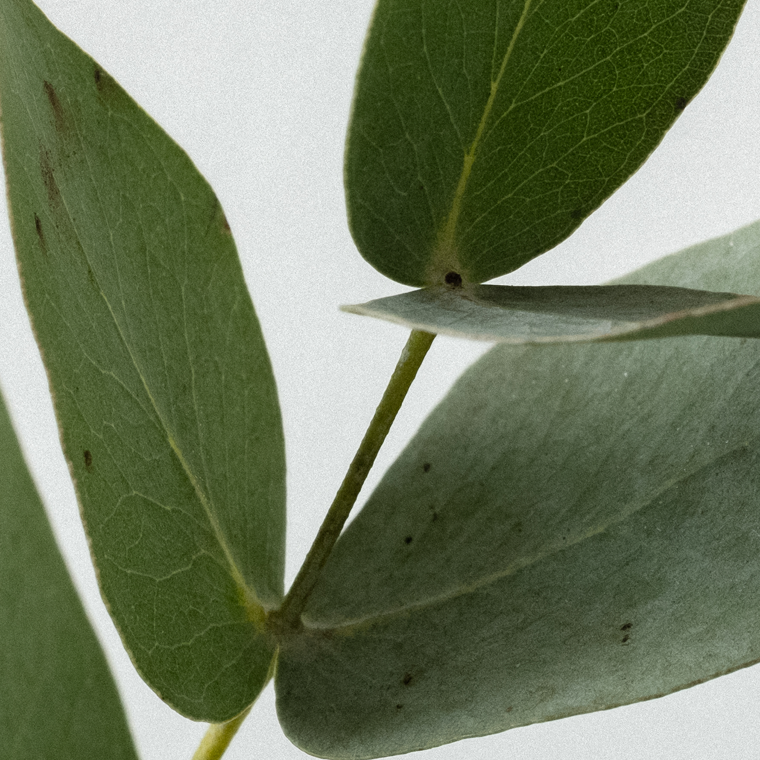 Energising Laundry Detergent Strips 32 Loads