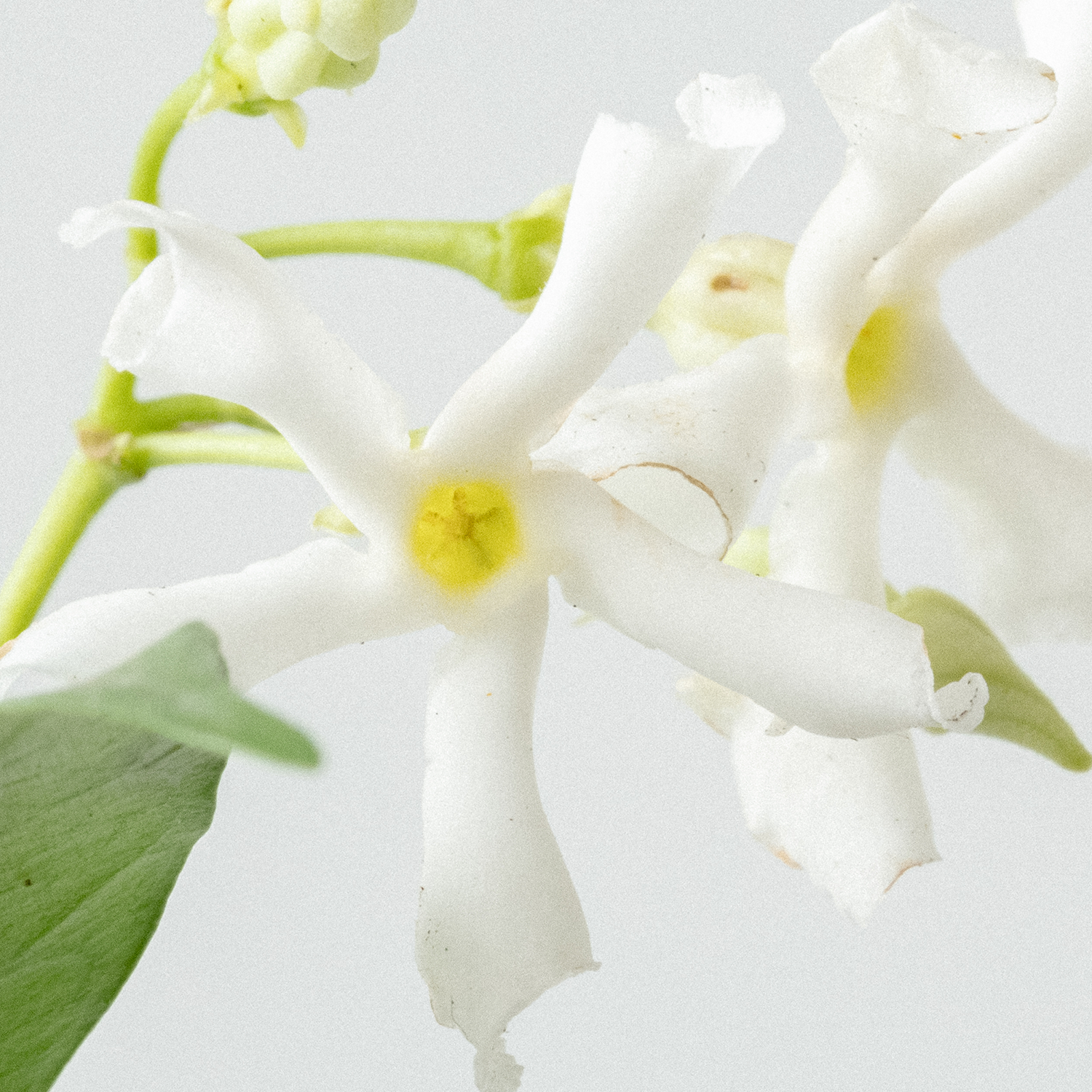 Bumper Pack of our Best Selling Relaxing Laundry Strips - 256 loads