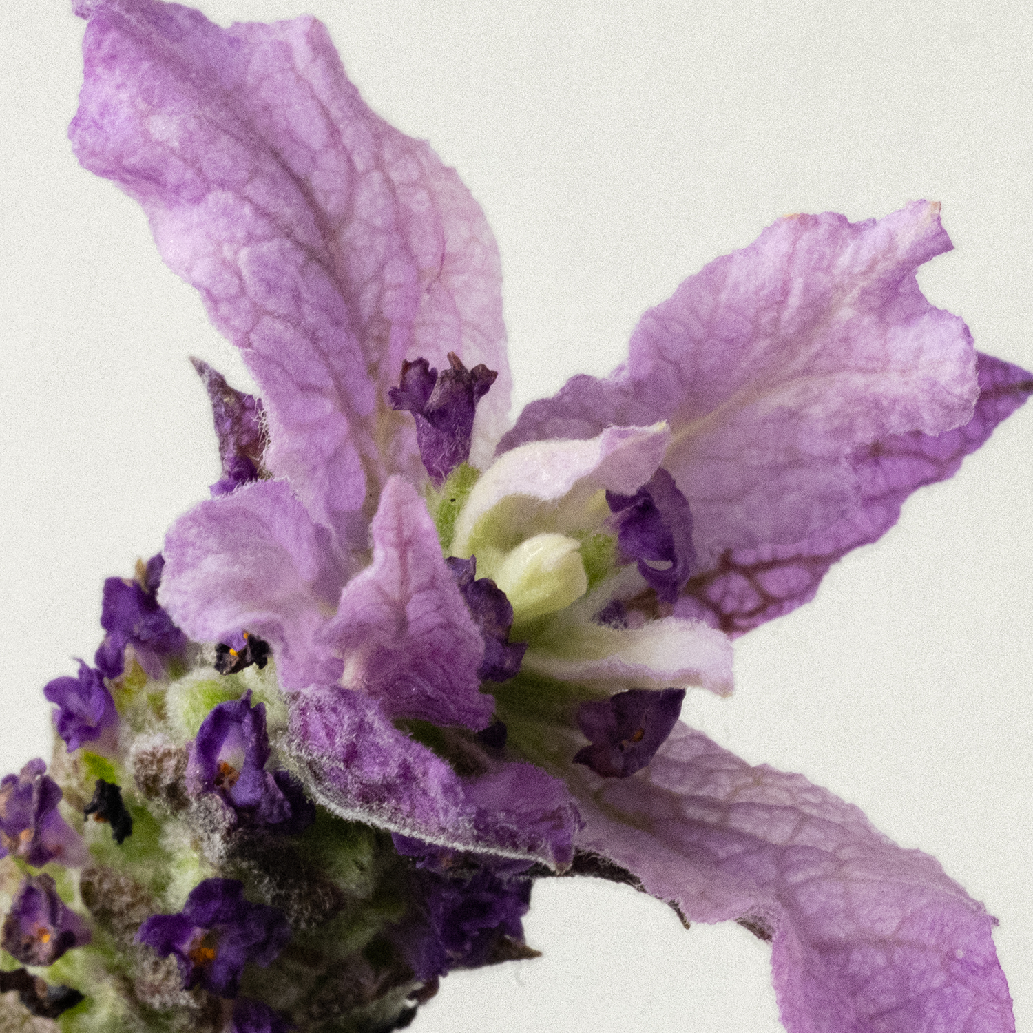 Relaxing Laundry Detergent Strips - 3 Strip Sample Pack