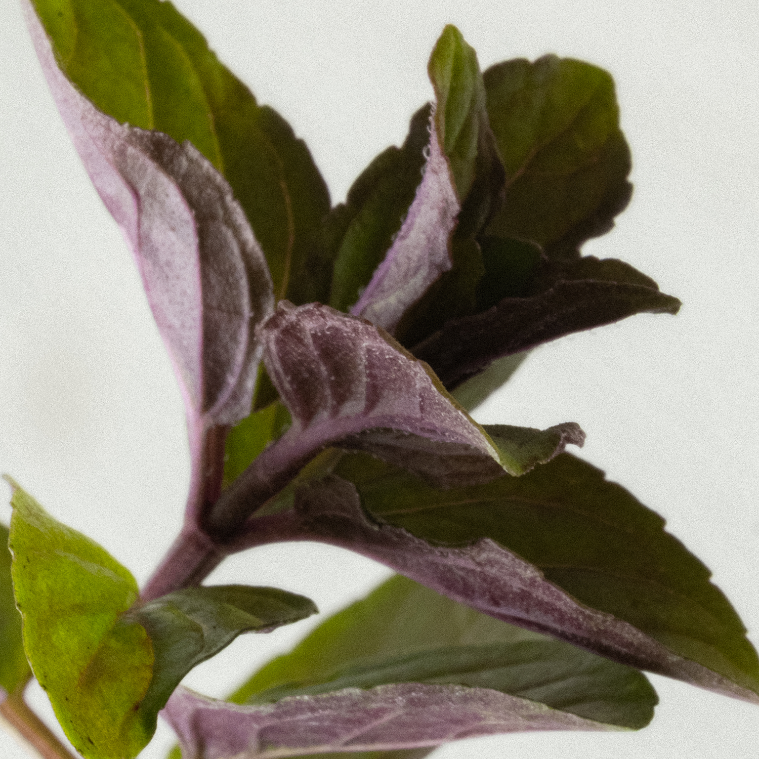 Refreshing Fabric & Room Spray 500ml