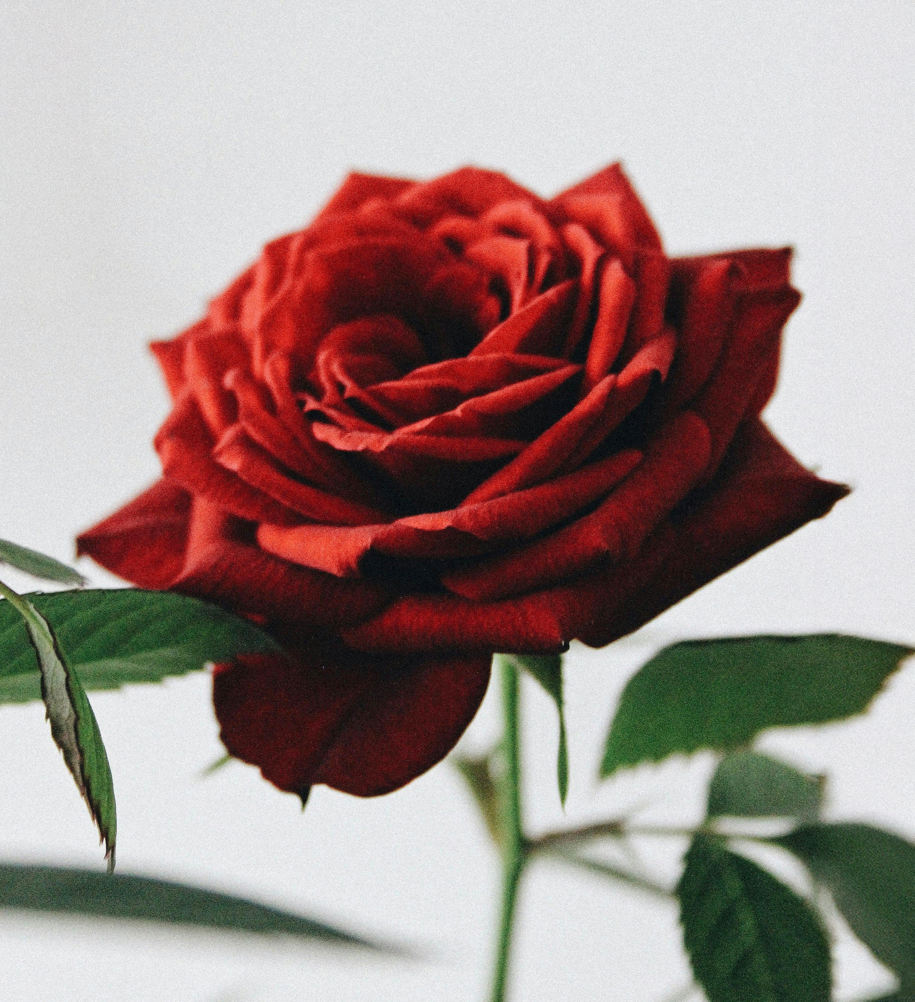 Welcoming Laundry Detergent Strips - 3 Strip Sample Pack